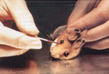 Deney Hayvanları Tıp