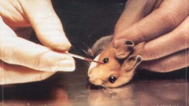 Deney Hayvanları Tıp